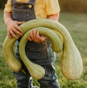 Muskatķirbis 'Trombončīno'